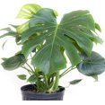 Monstera Deliciosa, Split Leaf Philodendron, Swiss Cheese Plant Live
