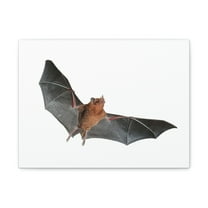 Majestic Indoor Bat Print Animal Wall Art Wildlife Canvas Prints Wall Art Ready to Hang Unframed