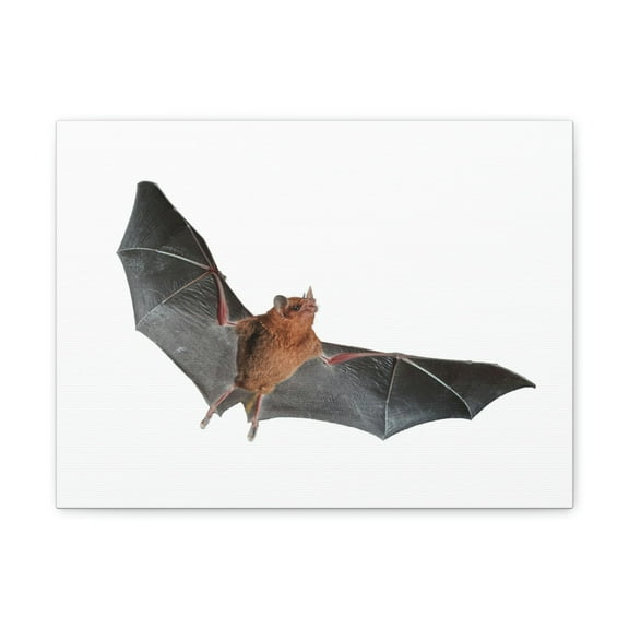Majestic Indoor Bat Print Animal Wall Art Wildlife Canvas Prints Wall Art Ready to Hang Unframed