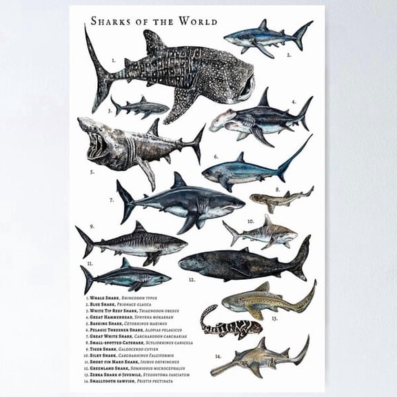 Kiloa Sharks of the World Educational Poster, 8x12 UNFRAMED