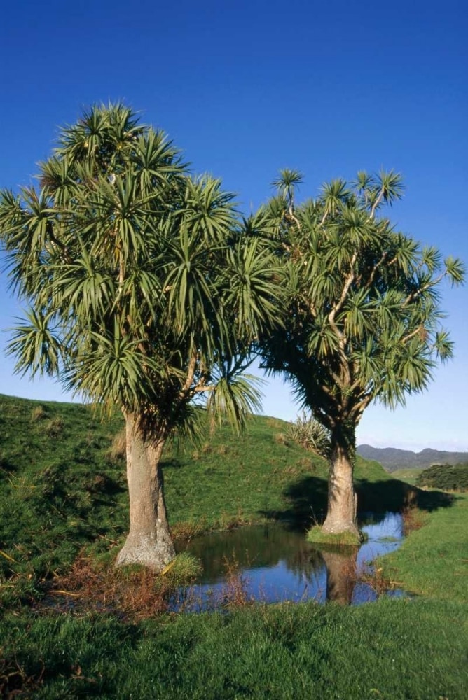 Cabbage Tree pair, Puponga Farm Park, West Coast, New Zealand Poster