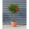 thumbnail image 6 of RedCrocus Hibiscus Braid Assorted- Vibrant Blooms, Pollinator Attractant, Garden & Container Plant, Hardy Shrub for Full Sun & Partial Shade 6" Pot, 6 of 20
