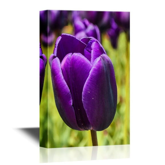 wall26 - Canvas Wall Art - Purple Tulip Flower Petal - Gallery Wrap Modern Home Art | Ready to Hang - 24x36 inches