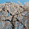 thumbnail image 6 of Weeping Cherry Live Plant from 3 to 5 Inches, Dormant Pink Flower Cherry Tree, 6 of 6