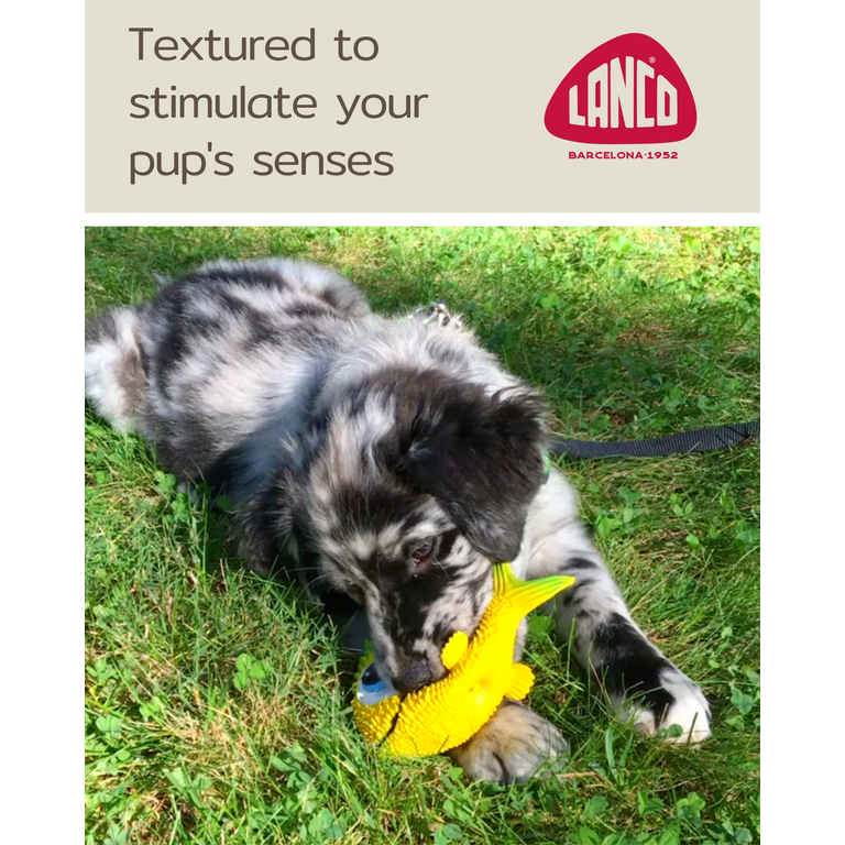 Sensory Fish - Squeaky Dog Toys - Soft, Natural Rubber (Latex) - Puppy -  Small Dogs - Medium Dogs & Blind Dogs - Indoor Play - Complies with Same