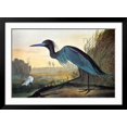 thumbnail image 2 of Audubon: Little Blue Heron, Animals Framed Art Print Wall Art by John James Audubon Sold by Art.Com, 2 of 6