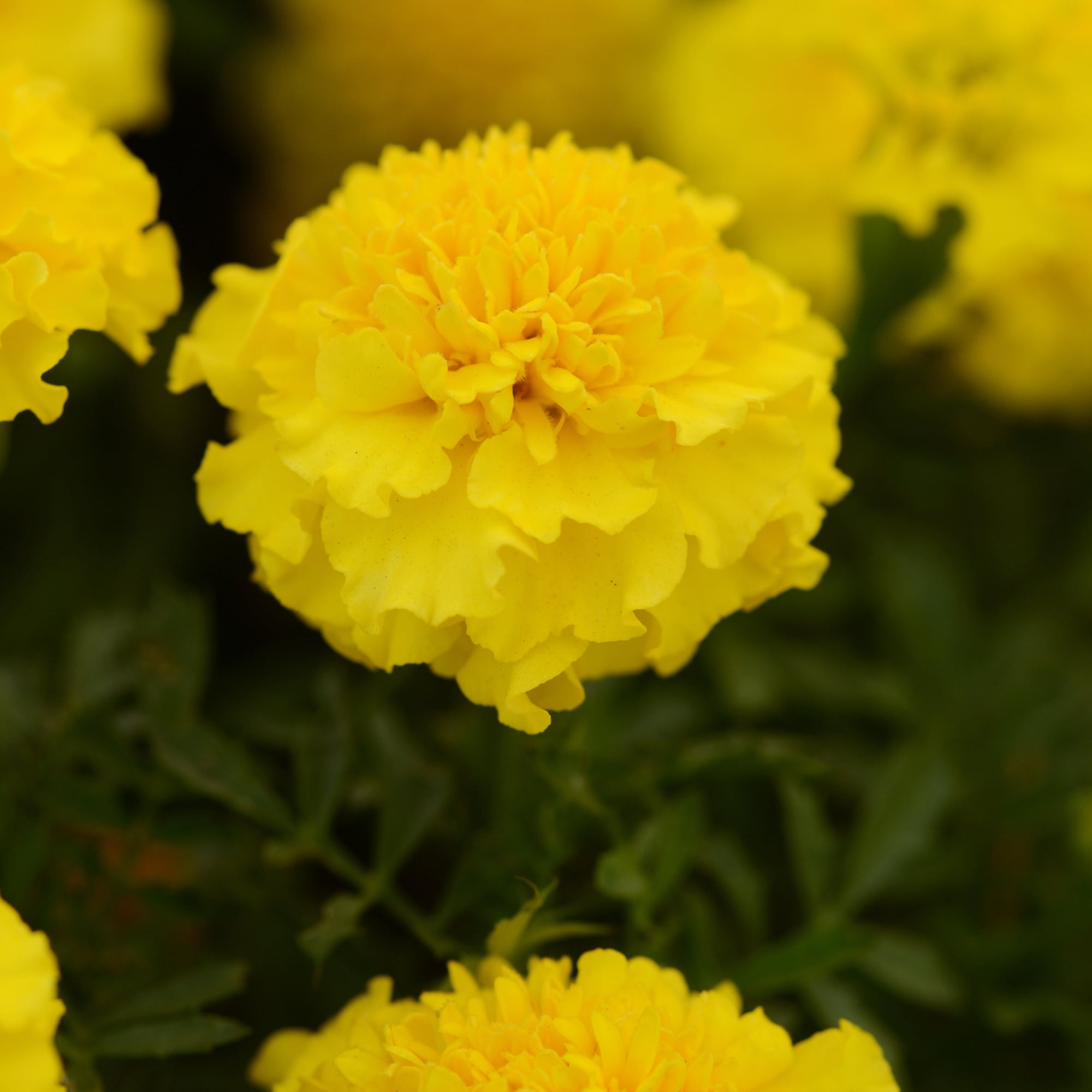 Altman Plants Yellow French Marigold Flowers, 1 Gal Pot, Full Sun, Live Outdoor Plants