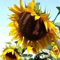 Mammoth Grey Striped Sunflower Seeds