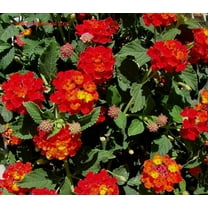 Daylily Nursery 6' Red Lantana Camara Live Plants in 4" Pots (2 Count), Attracts Butterflies