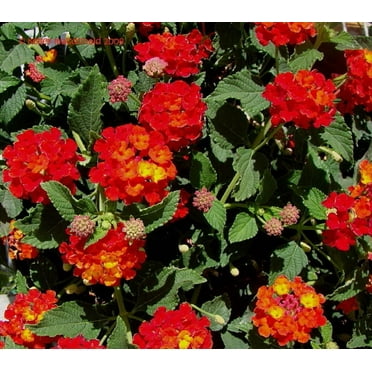 Daylily Nursery 6' Red Lantana Camara Live Plants in 4" Pots (2 Count), Attracts Butterflies