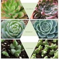 thumbnail image 4 of E27 200LED Grow Light Veg Flower Indoor Plant Hydroponics Full Spectrum Lamp, 4 of 6