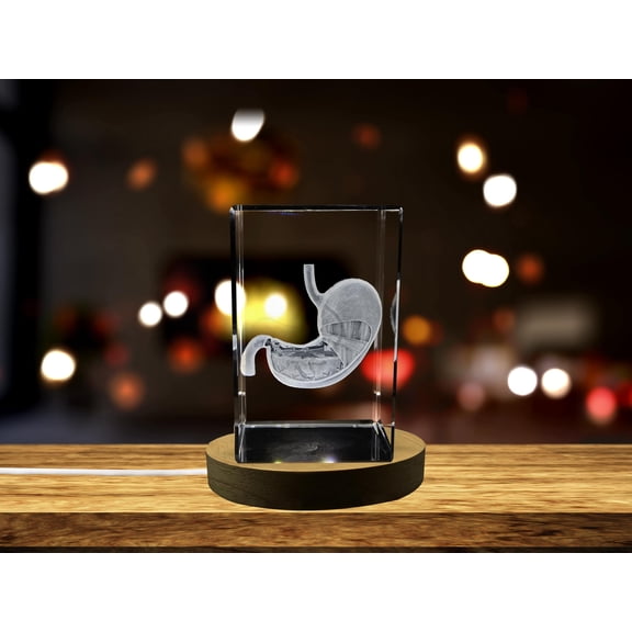 Stomach Art | 3D Engraved Crystal Keepsake | Gift/Decor | Clear - AB Crystal Collection