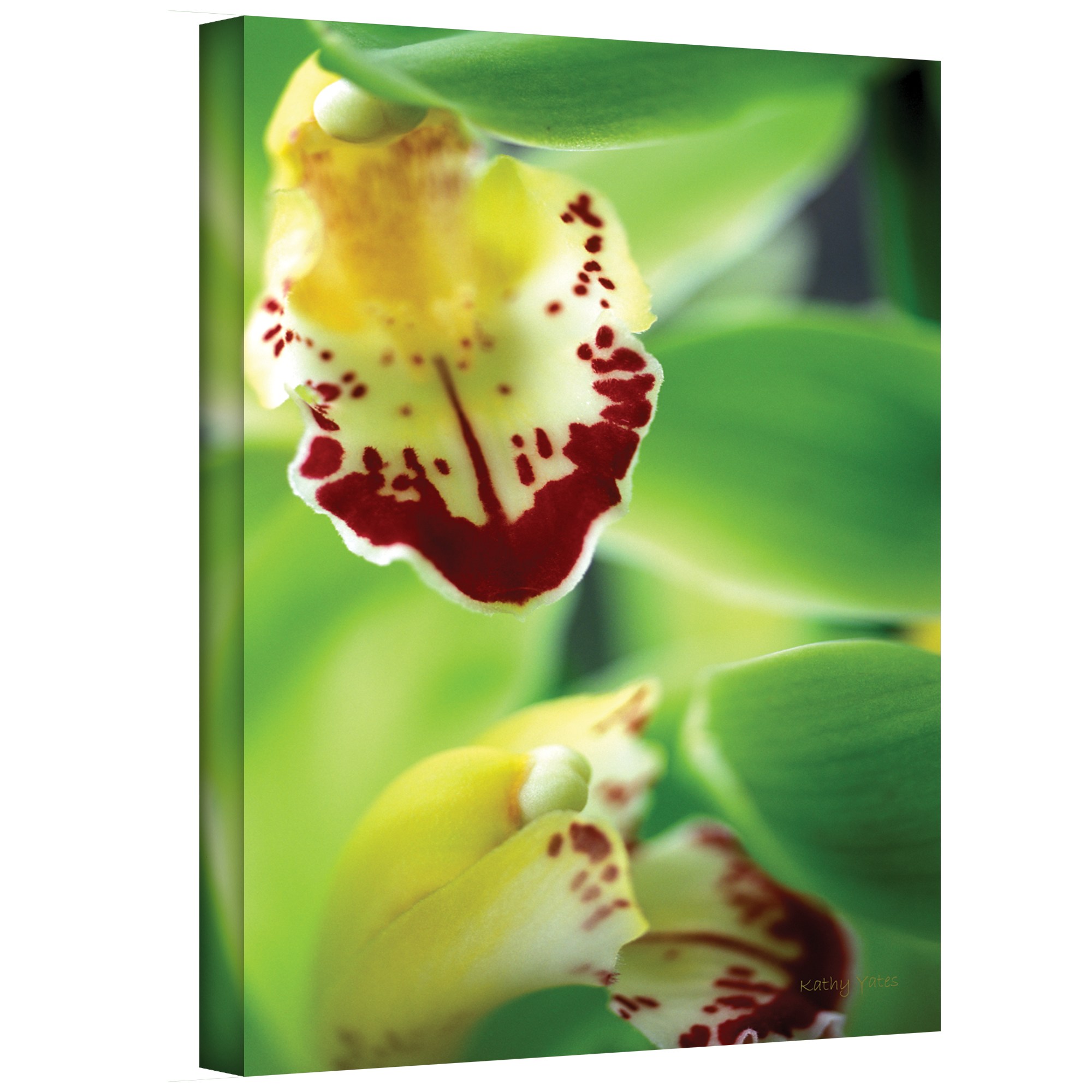 Kathy Yates "Cymbidium Seafoam Emerald Orchid" Canvas Art