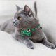 thumbnail image 3 of Pack Collar Gato Navideño Breakaway con Pajarita Extraíble con Campana Ajustable Estampado Navideño, 3 of 5