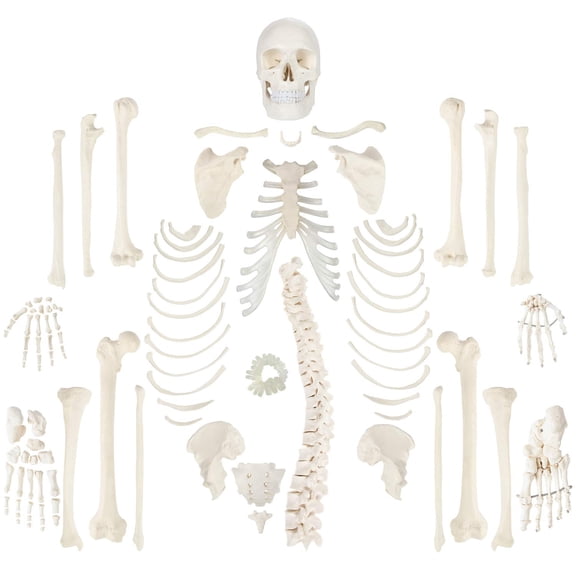 Wellden Medical Educational Disarticulated Life Size Human Male Skeleton