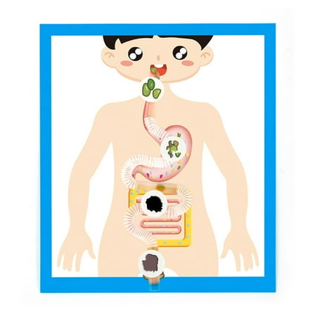 Educational Digestive System Model Easy to Assemble for Student and Teacher Digestive Organ Anatomy Model Teaching Tool