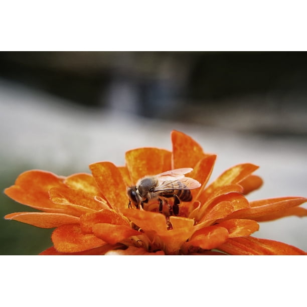 PeelnStick Poster of Pollination Pollen Flowers Bee Garden Insect