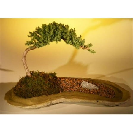 Planted On A Rock Slab Tree - Juniper Procumbens Nana