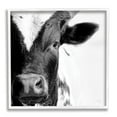 thumbnail image 4 of Stupell Industries Rural Farm Cow Stunning Up Close Photography Photograph White Framed Art Print Wall Art, Design by Jennifer Pugh, 4 of 5
