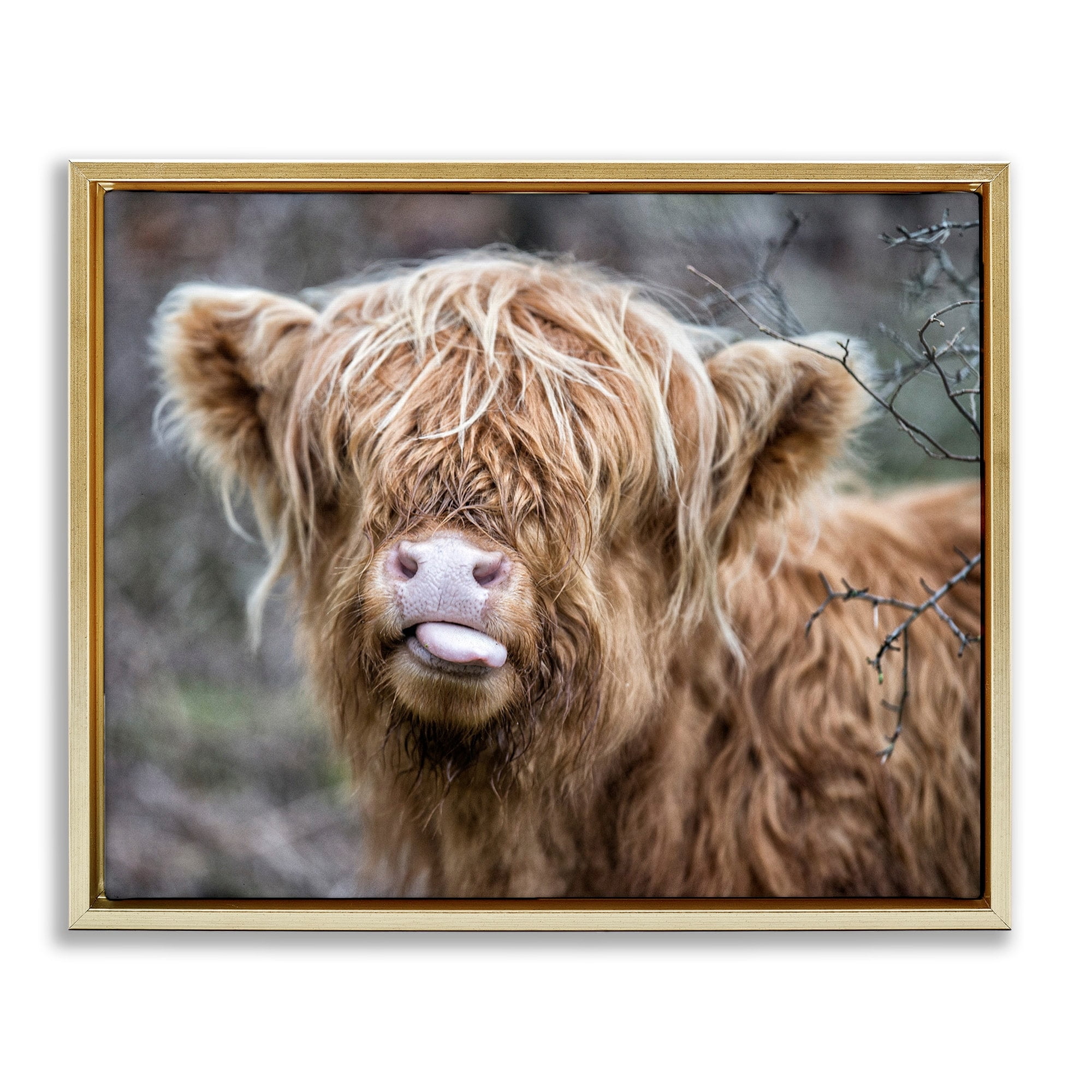 Stupell Industries Baby Highland Calf Cattle Licking Lips Country Farmland Photograph Metallic Gold Floating Framed Canvas Print Wall Art, Design by James Dobson