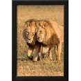 thumbnail image 2 of Bonding Lions, Animals Framed Art Print Wall Art by Howard Ruby Sold by Art.Com, 2 of 5