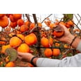 thumbnail image 2 of 5 Seeds JAPANESE PERSIMMON Tree Asian Diospyros Kaki Orange Red Fruit, 2 of 10