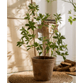 thumbnail image 4 of Artificial Japanese Enkianthus Tree, 4 of 10