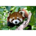 thumbnail image 4 of Red Panda, 4 of 4