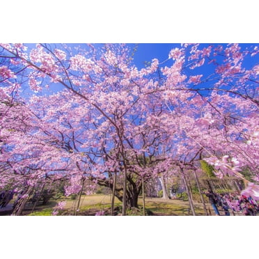 Weeping Cherry Tree Seeds for Planting | 10  Seeds | Highly Prized for Bonsai, Weeping Cherry Tree - 10 Seeds - Outdoor Flowering Tree
