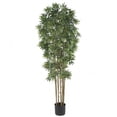 thumbnail image 1 of 6 in. Bamboo Japanica Silk Tree, 1 of 1