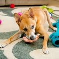 thumbnail image 2 of Dog Teething Toy Leaking Food Maker - TPR Material, Teeth Cleaning, Interactive, Durable, Treat Dispensing, Reduces Boredom, 2 of 5
