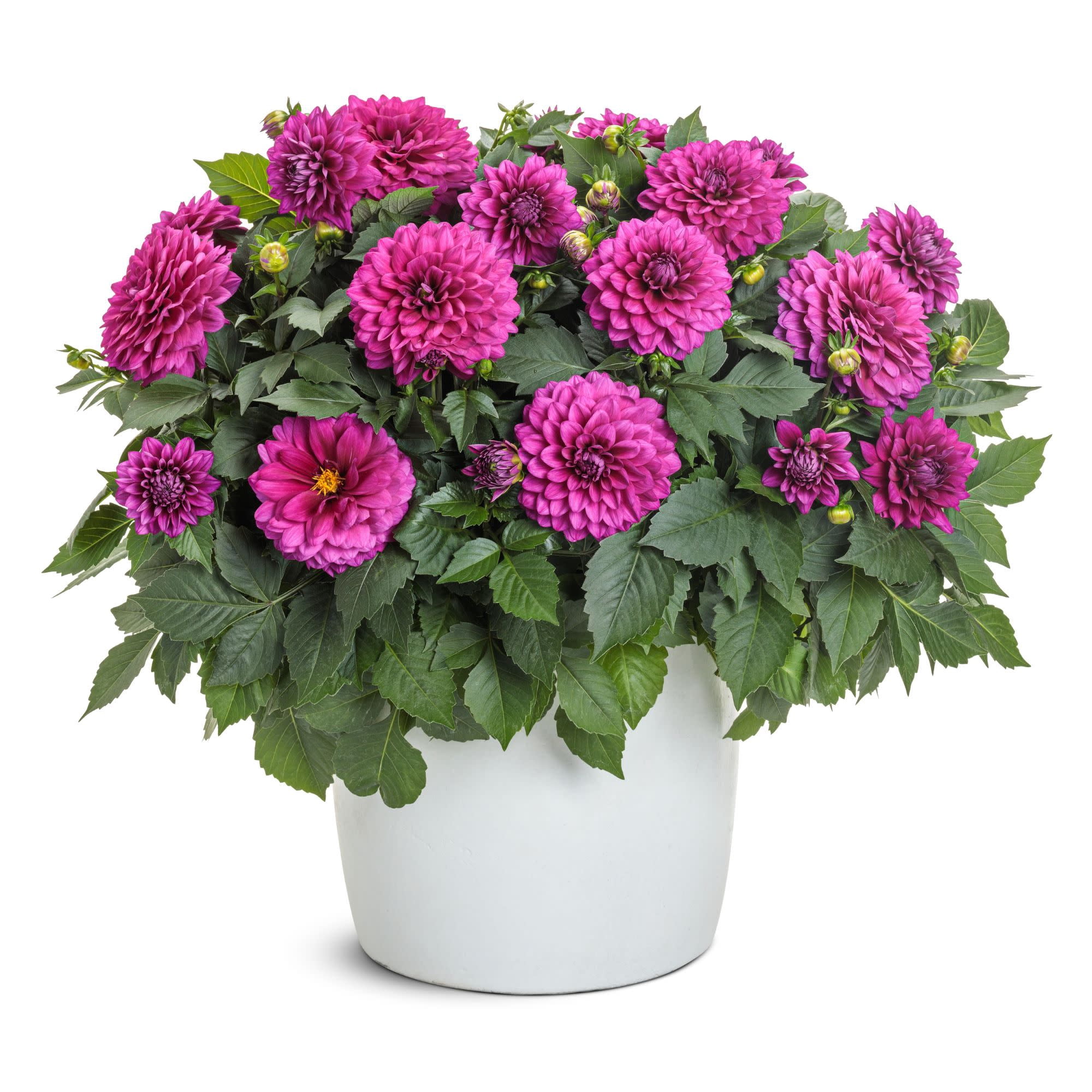 Proven Winners 8" Purple Virtuoso Vibrant Violet Dahlia Live Plant in 6.5" Pot