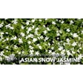thumbnail image 2 of Jasmine Asian Snow | 20 Live Plants | Wrightia Antidysenterica | Milky Way Snowflake | White Ground Cover for Landscaping | Tropical Shrub for Borders Beds Containers, 2 of 6