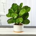thumbnail image 3 of Nearly Natural 15" Fiddle Leaf Artificial Tree in White Planter, 3 of 3