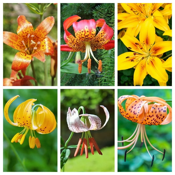 15 Seeds WESTERN HYBRIDS LILY Tiger, Leopard, Lemon, Alpine, Kellogg - Mixed Colors Pink, Red, Yellow, Orange - Native Lilium Flower Seeds