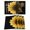 Black, variant on Yellow Sunflower Placemats Set of 8, Floral Rustic White Quotes Placemats for Dining Table, Place Mats for Kitchen Tabletop, Waterproof Wipeable Dining Table Mats Set