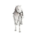 thumbnail image 2 of Petorama Handmade Hannover/Hanoverian Resin Statue 1-6 in White, 2 of 8