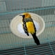 thumbnail image 3 of Cama nido de nido de loro, nido de cría de aves tejidas, nido pequeño, eclosión con franela Cuerda de algodón S jinwen Nido de jaula de pájaros, 3 of 8
