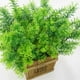 thumbnail image 5 of Billuyoard Hierba Artificial de musgo de vainilla, plástico suave, spray de tacto real, color agua, hierba de simulación, pared de plantas, Plantas Artificiales pino torre de 5 horquillas, 5 of 6
