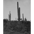 thumbnail image 2 of OSullivan, Timothy H 26x31 White Modern Wood Framed Museum Art Print Titled - Cereus giganteus-Arizona, 2 of 4