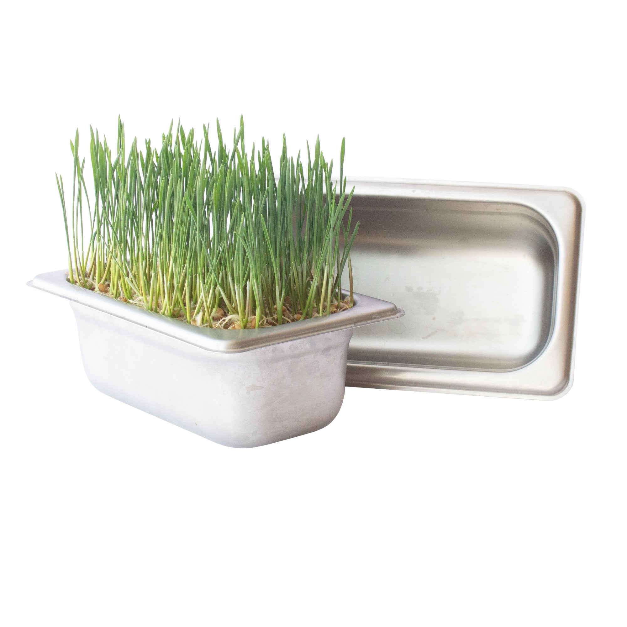 Trellis + Co. Stainless Steel Hydroponic Microgreens Growing Kit - 2 Pack - Infinitely Reusable Hydroponic Kit for Microgreen Seeds & Wheatgrass Seeds - Easy Soil-Free Sprouting System