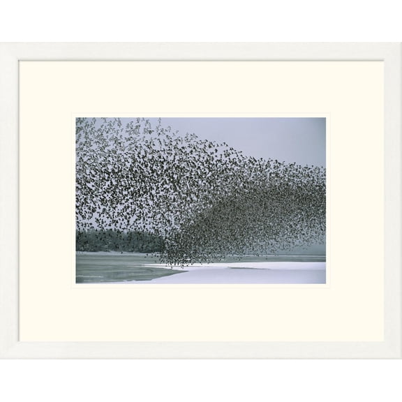 Global Gallery Michael Quinton 'Western Sandpiper flock migrating, spring, Copper River Delta Alaska' Framed Wall Art
