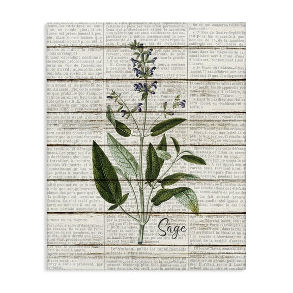 Stupell Industries Cottage Sage Vintage Herb Kitchen Dining Room Word Collage Design Canvas Art, 16 x 20, by Kim Allen