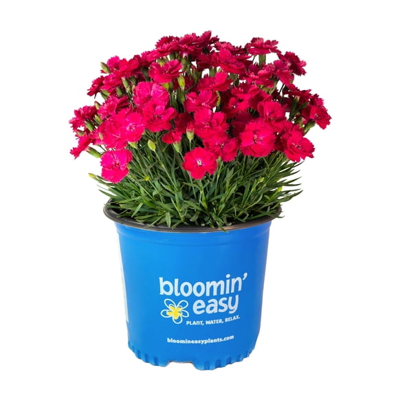 1 Gallon Glamour Time™ Carnation