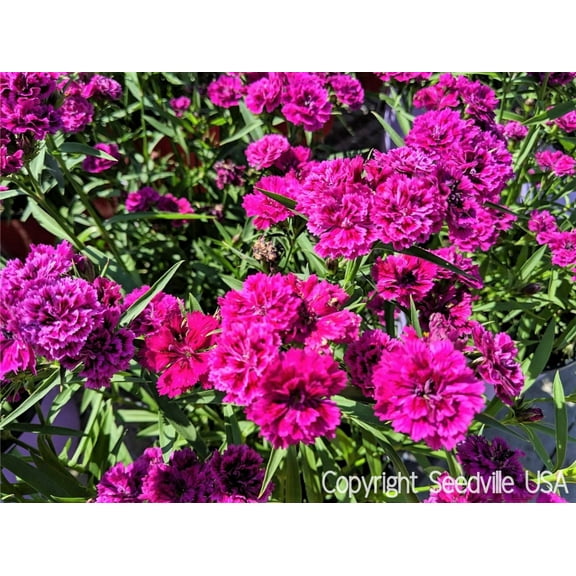 Seedville 50 Magenta Carnation Plant Seeds, Fragrant Flowers