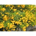 thumbnail image 2 of 10 TECOMA STANS (Yellow Trumpetbush / Yellow Bells / Yellow Elder / Esperanza) Flower Shrub Bush Seeds, 2 of 10