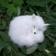 thumbnail image 4 of Peluche Vaca Highland Muñeco Animales Rellenos Realista Almohada Suave Decoración Dormitorio Material Felpa Adecuado para Niños Adultos Oficina Sala de Estar, 4 of 5