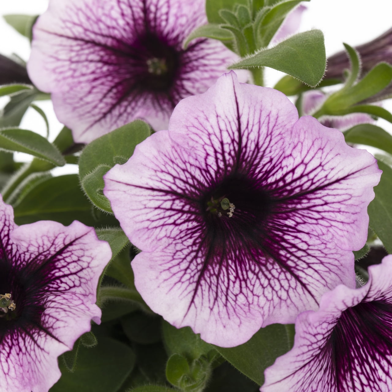 Proven Winners 1.5PT Purple Petunia Live Annual Plant Sun 5-Pack