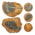 thumbnail image 3 of Creative Resin Reptile Box Decor for DIY Terrariums 2 Pcs Light Brown, 3 of 8