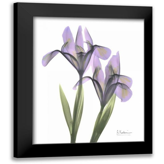 Koetsier, Albert 12x14 Black Modern Framed Museum Art Print Titled - Purple Iris